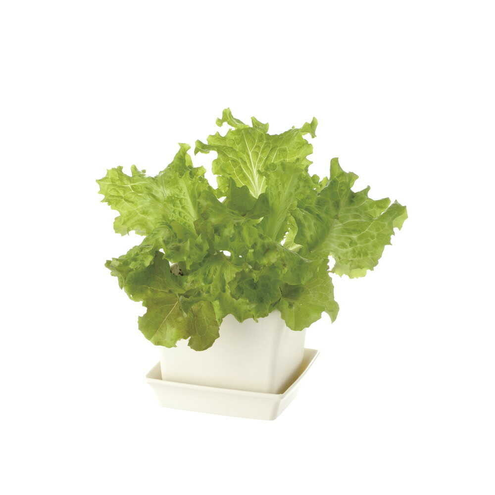 Richell Baby Leaf Planter Ivory