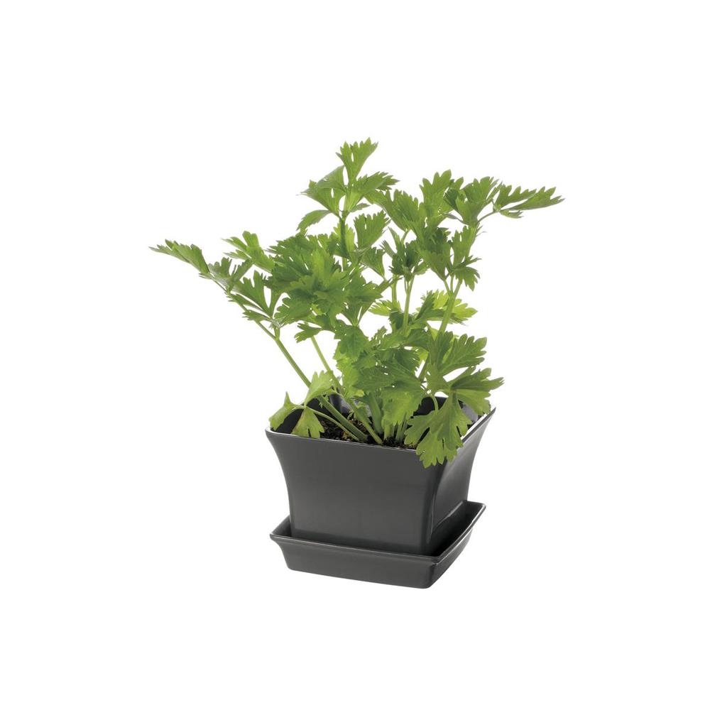 Richell Baby Leaf Planter Dark Gray