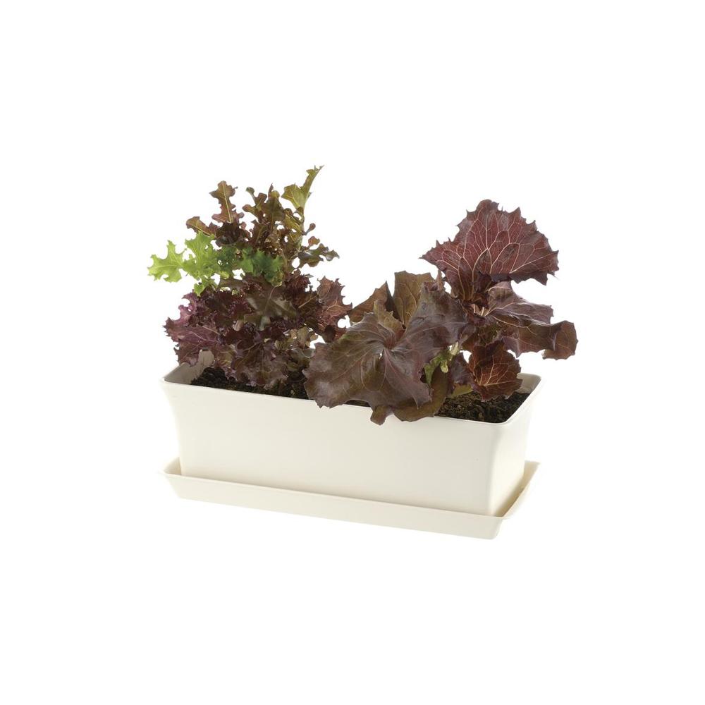 Richell Baby Leaf Plate Ivory