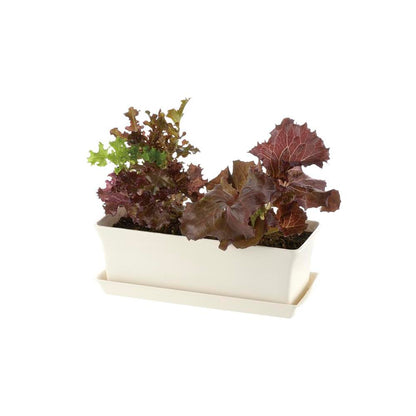 Richell Baby Leaf Plate Ivory