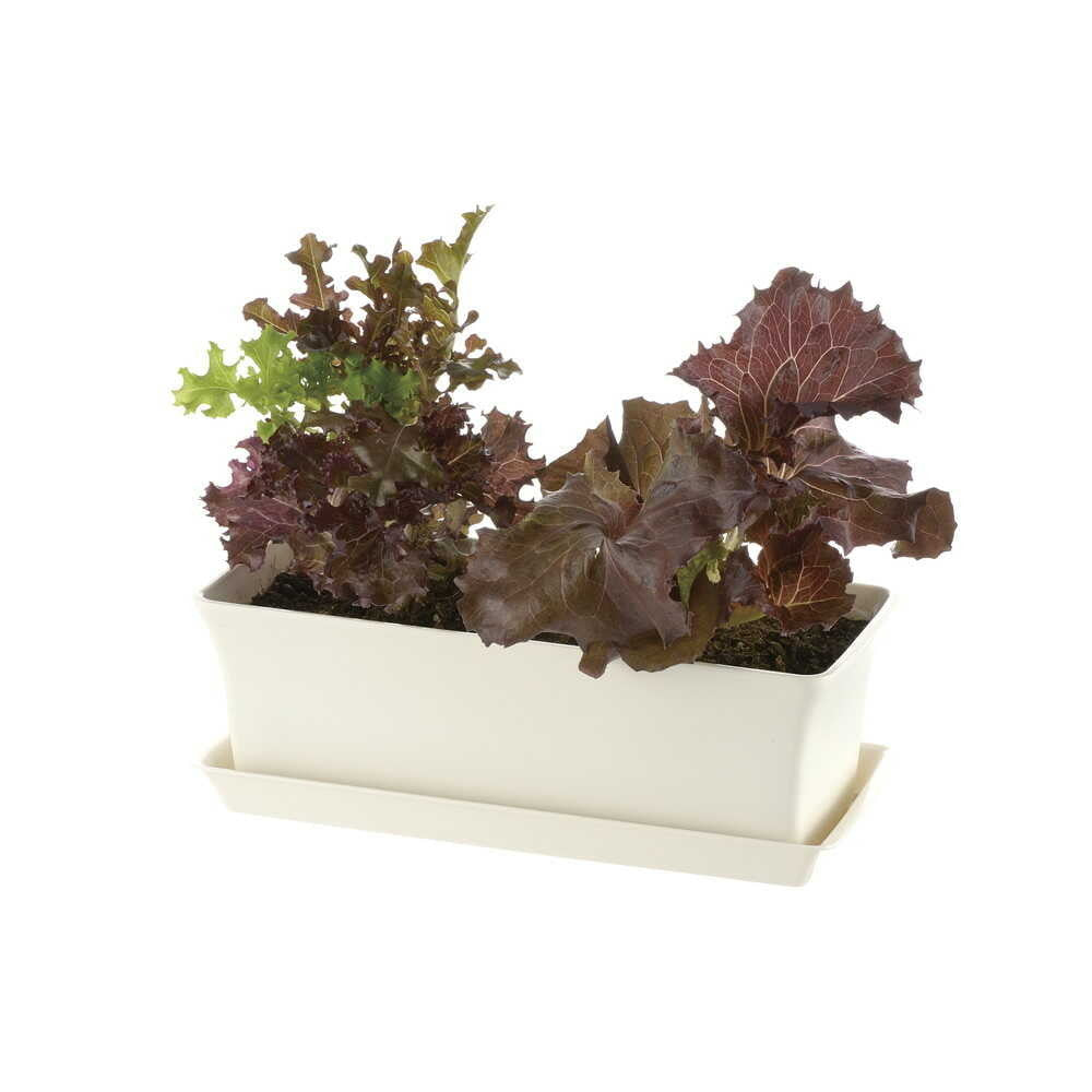 Richell Baby Leaf Plate Ivory