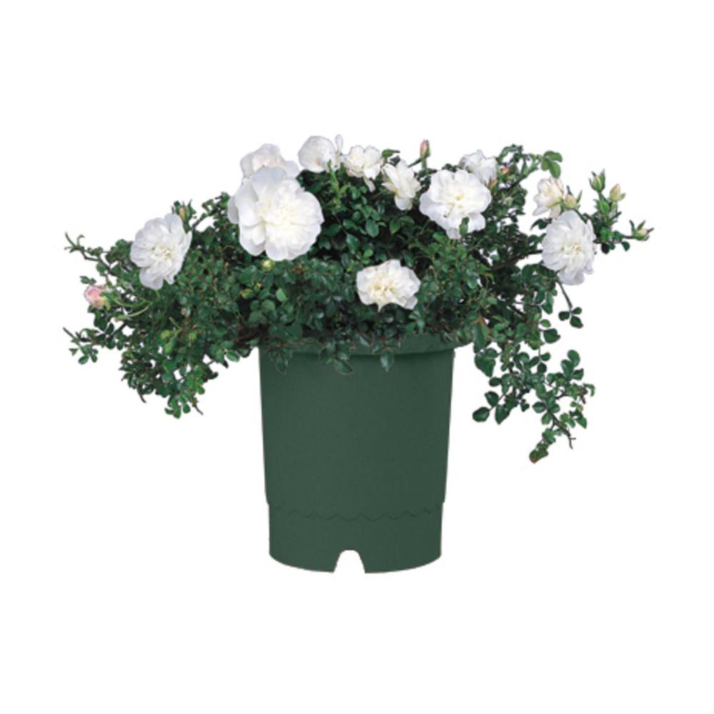 Richell Rose Pot Dark Green