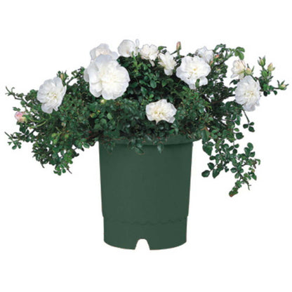 Richell Rose Pot Dark Green