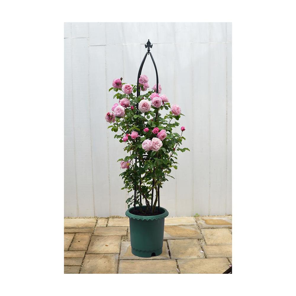 Richell Rose Pot Dark Green