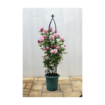 Richell Rose Pot Dark Green