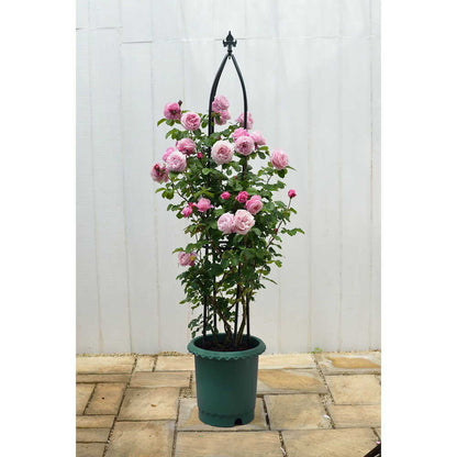 Richell Rose Pot Dark Green