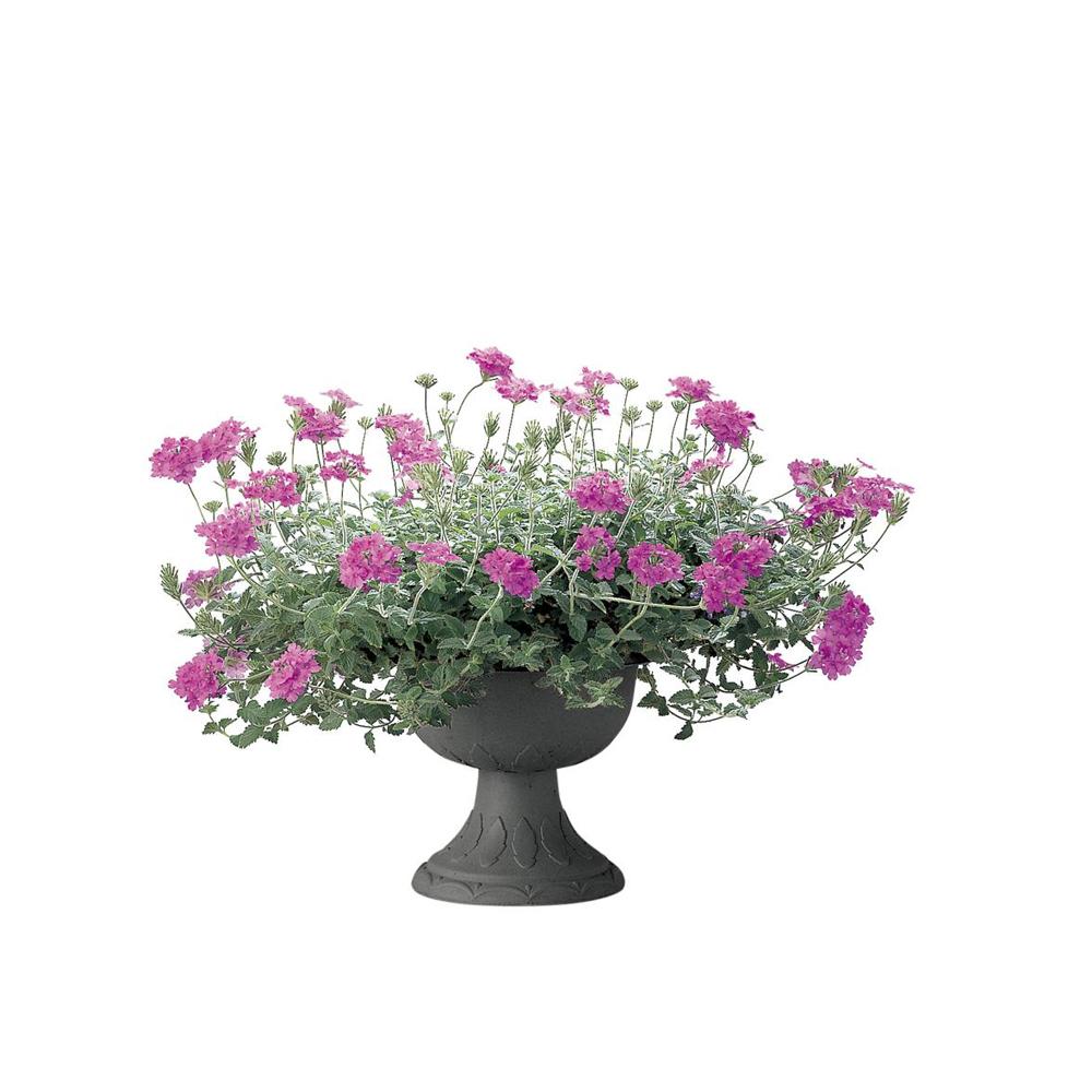 Richell Hanar Stand Cup Dark Gray