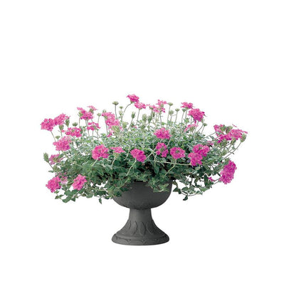 Richell Hanar Stand Cup Dark Gray