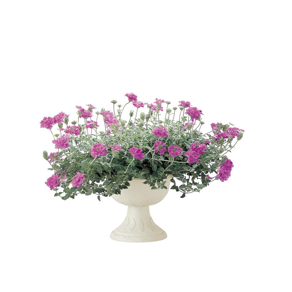 Richell Hanar Stand Cup Ivory
