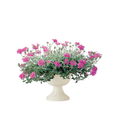 Richell Hanar Stand Cup Ivory