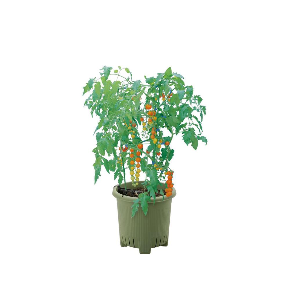 Richell Vegetable Garden Master Green