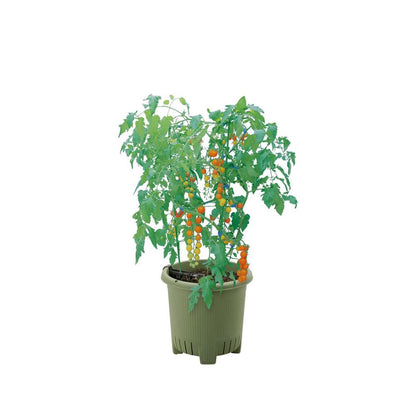 Richell Vegetable Garden Master Green