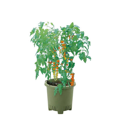 Richell Vegetable Garden Master Green