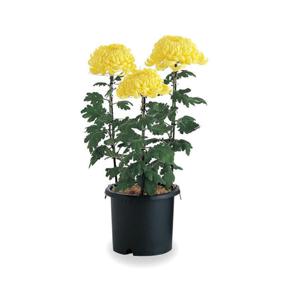 Richell Chrysanthemum Pot Black