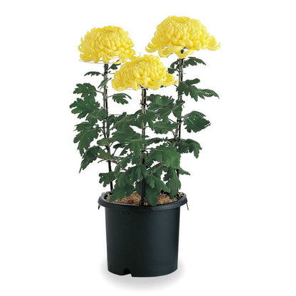 Richell Chrysanthemum Pot Black