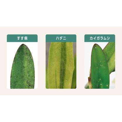 Sumitomo Chemical Gardening My Plants Leaf Cleaning Sheets 10 Sheets