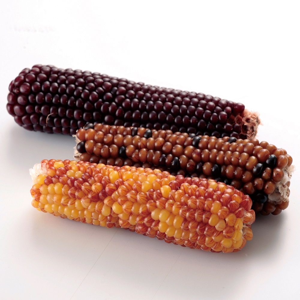 Mini Animan Small Animal Tasty Mini Corn 80g