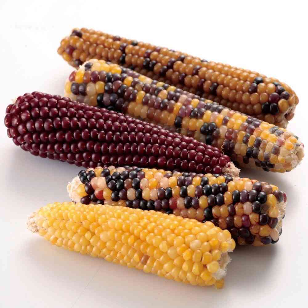 Mini Animan Small Animal Tasty Mini Corn 120g