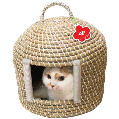 Cat Chigura Dream