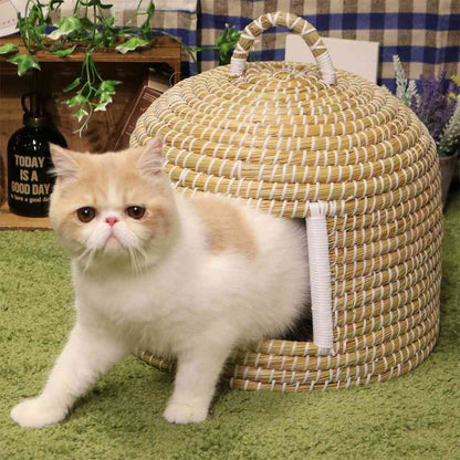 Cat Chigura Dream