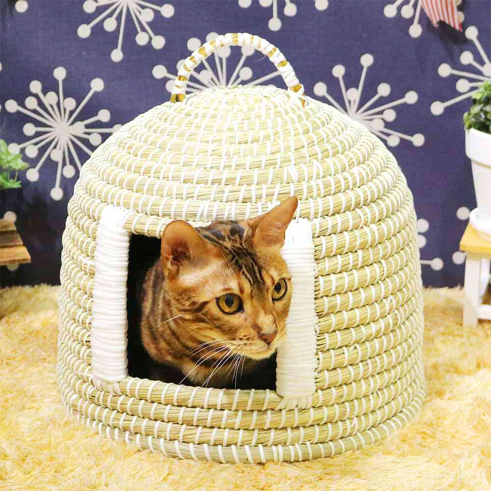Cat Chigura Dream