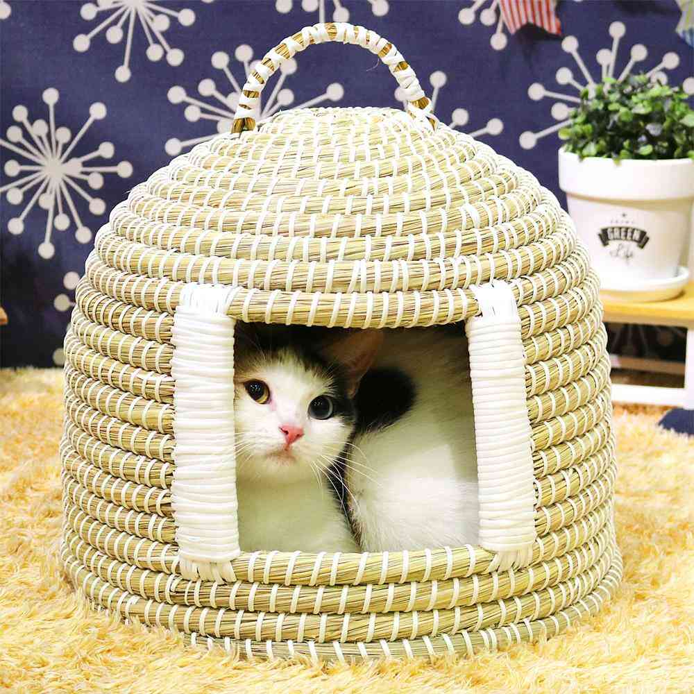 Cat Chigura Dream