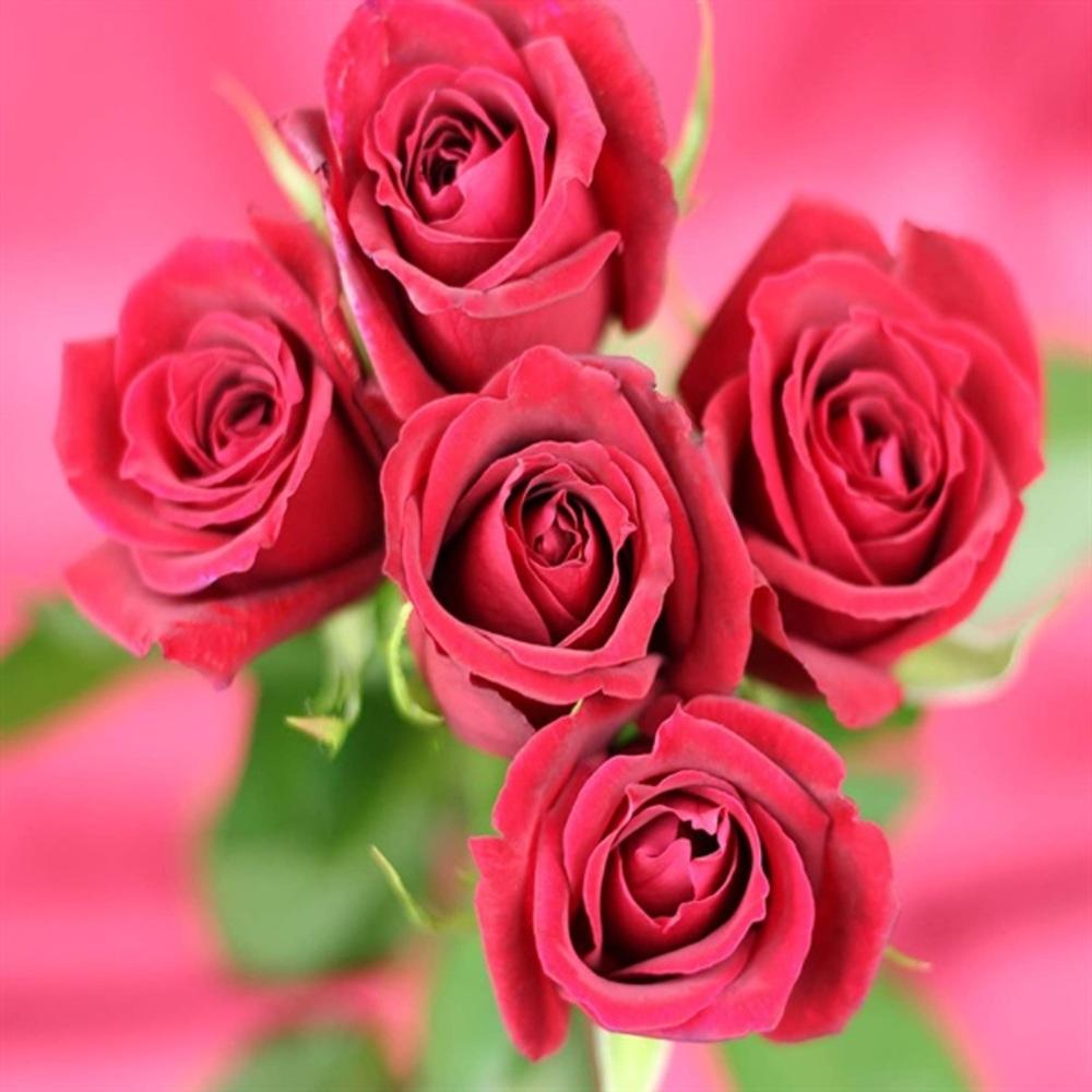 Fine Etiquette Rose 42 Tablets