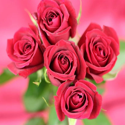 Fine Etiquette Rose 42 Tablets