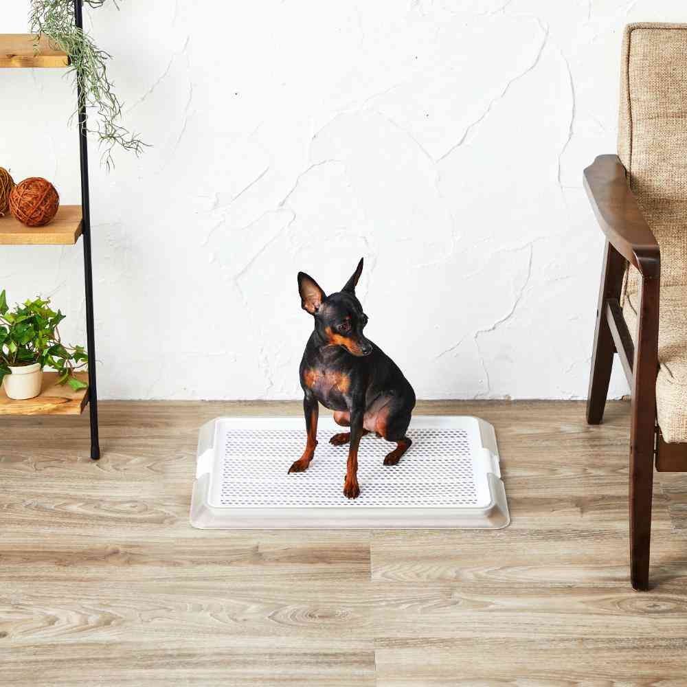 Pet Lay Clear Mesh S