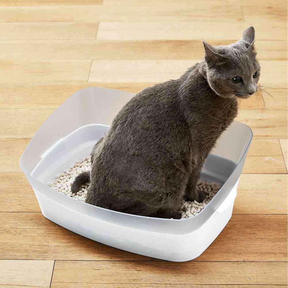 Training Toilet Clear Cat S