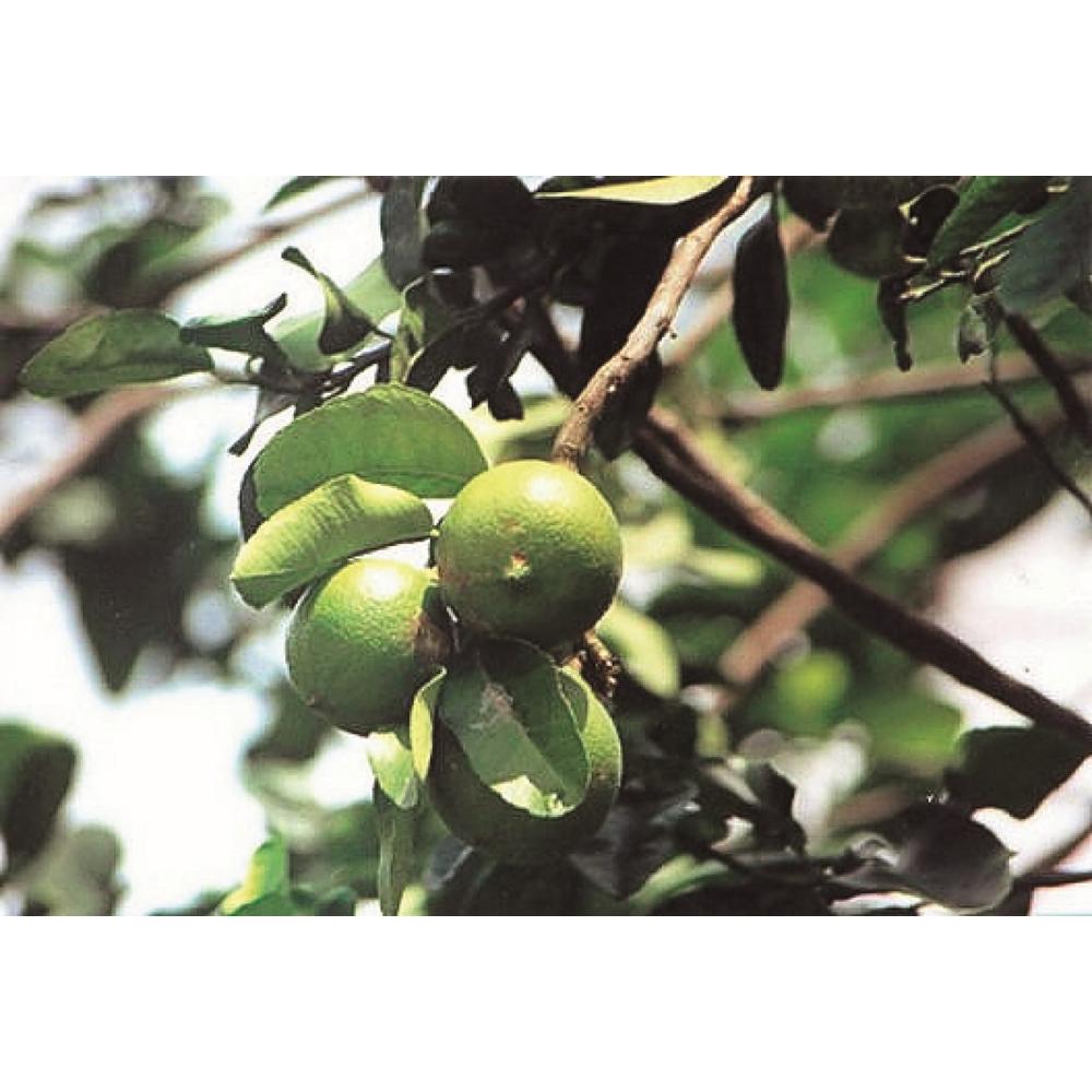 Essential Oil Mini NEW Bergamot 2ml
