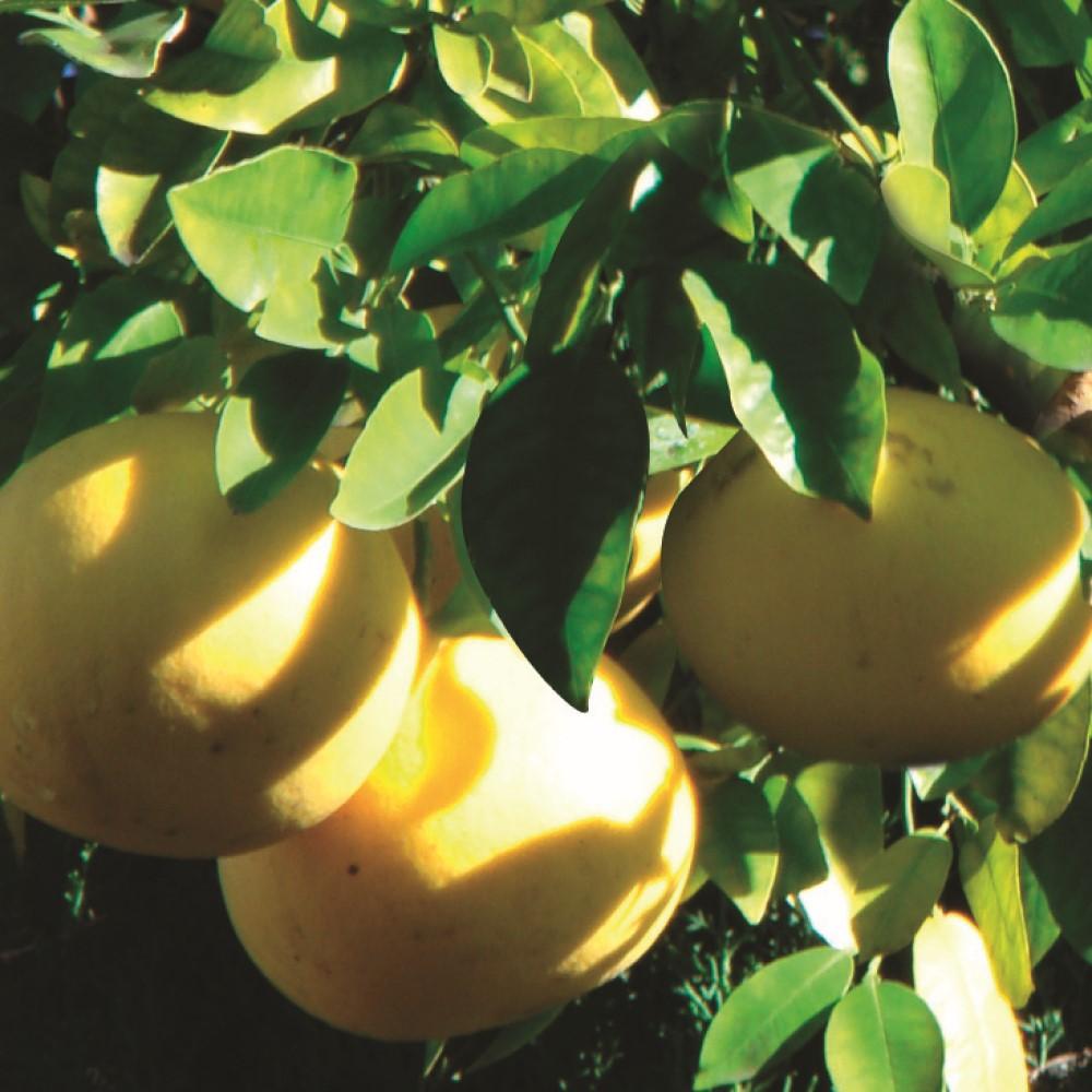 Biken Priveil NEW Essential Oil Mini Grapefruit 3ml