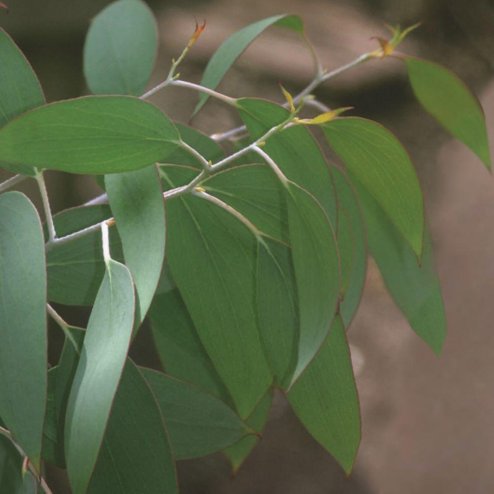 Essential Oil Mini NEW Eucalyptus 3ml