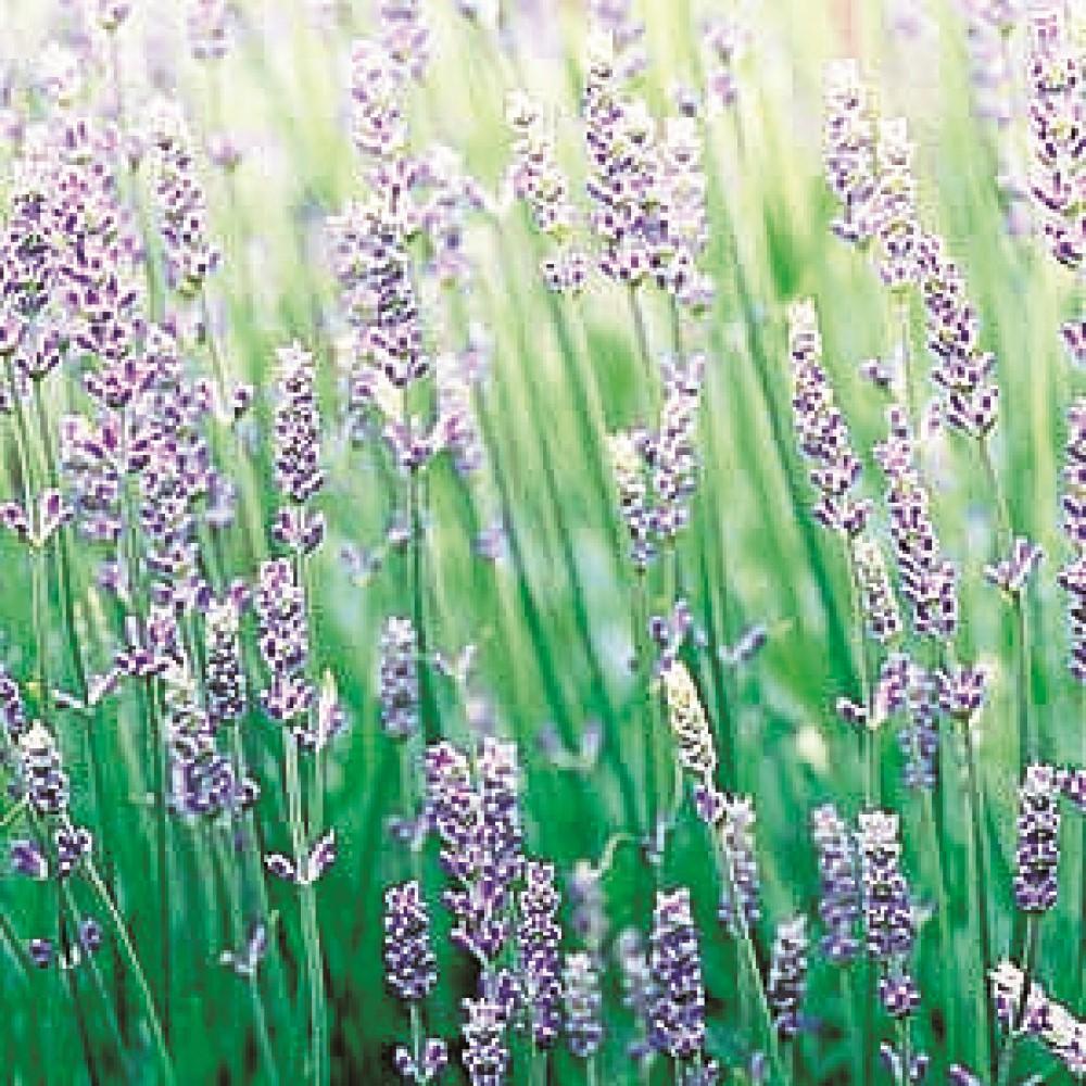 Daily Aroma Night Blend Essential Oil 10ml