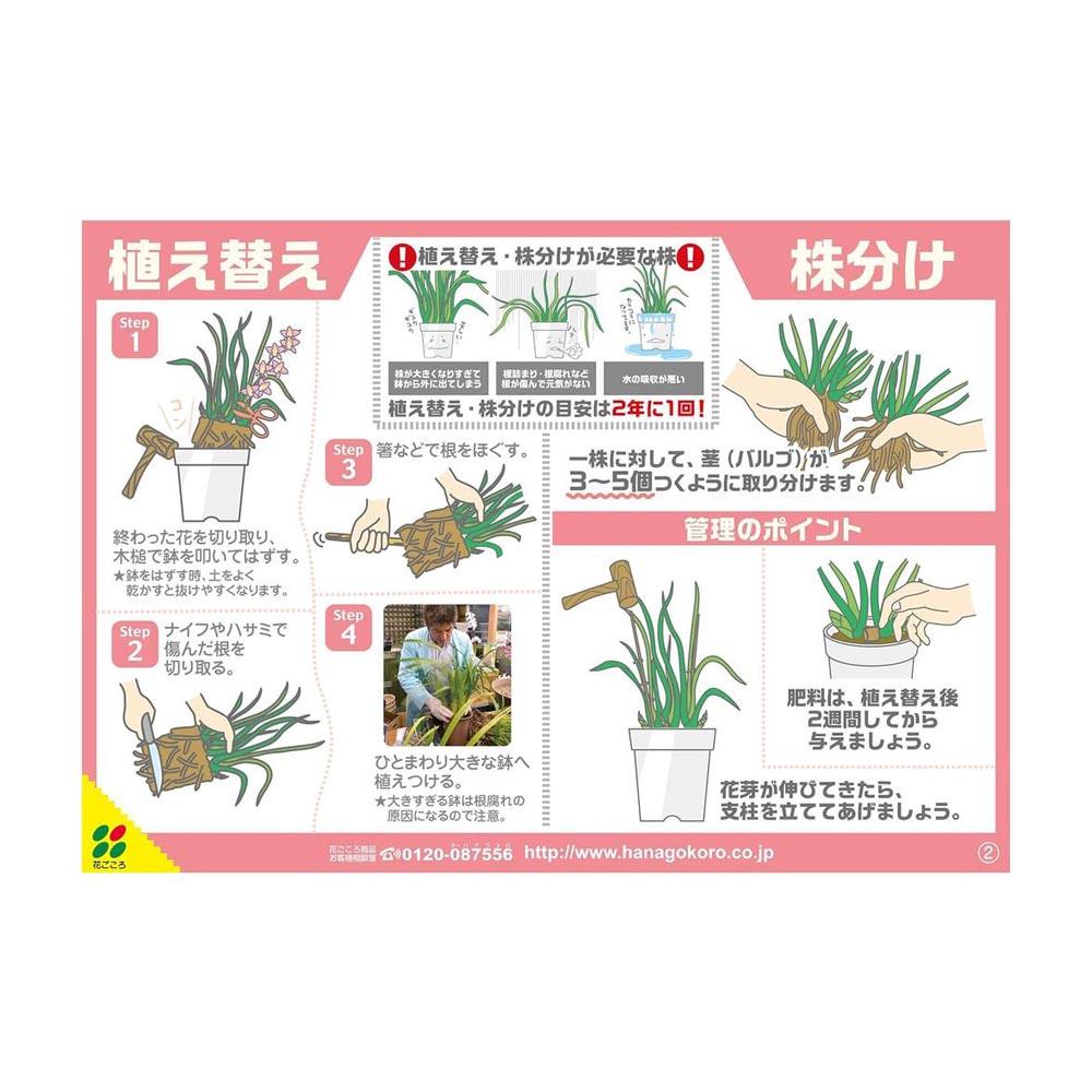 Hanagokoro Orchid Bark 5L