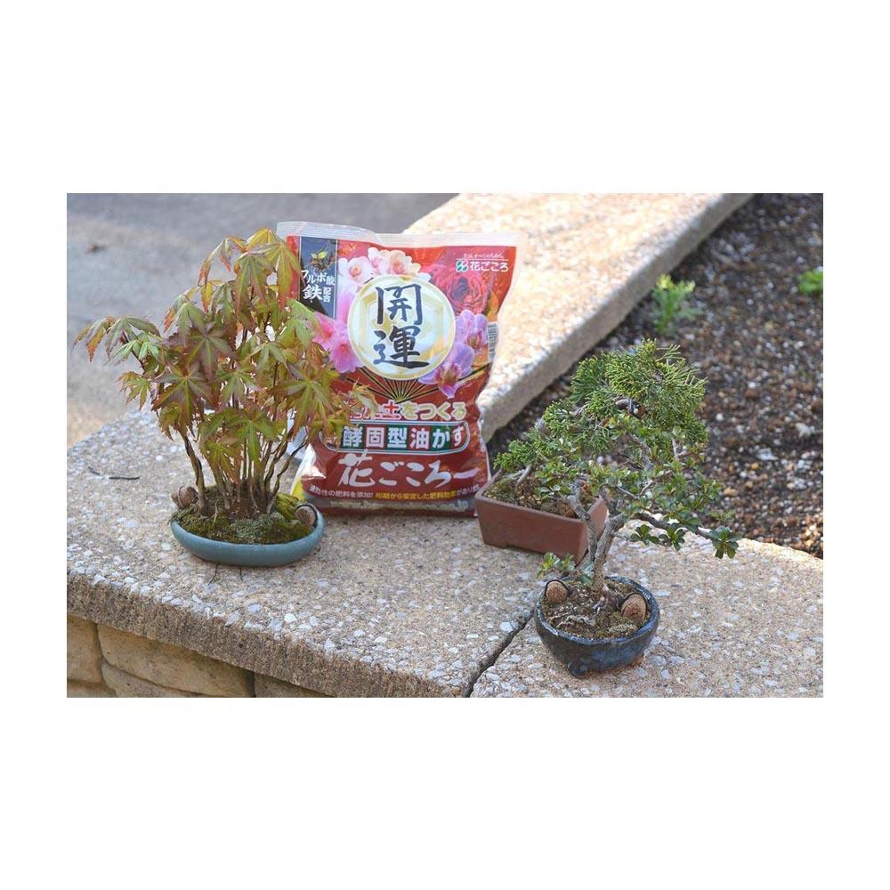 Hanagokoro Oil Cake Fertilizer for Good Fortune Medium Grain 1.8kg