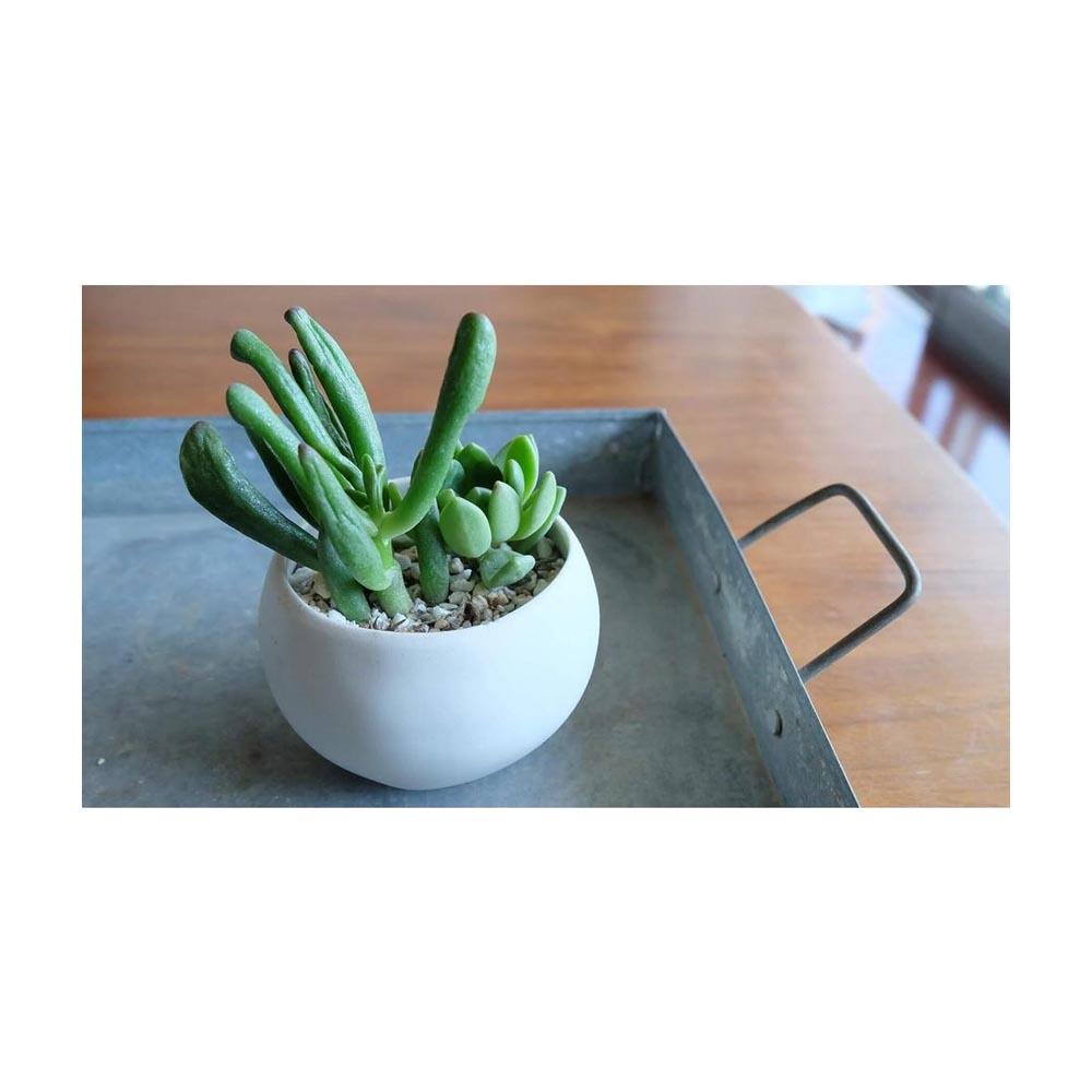 Hanagokoro Soil for Cacti and Succulents (Fine Grain) 5L