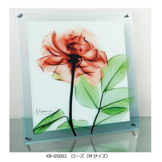 X RAY Glass Art Rose M Size XR-05002