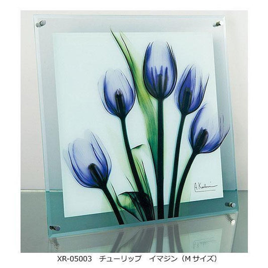 X RAY Glass Art Tulip Imagine M Size XR-05003