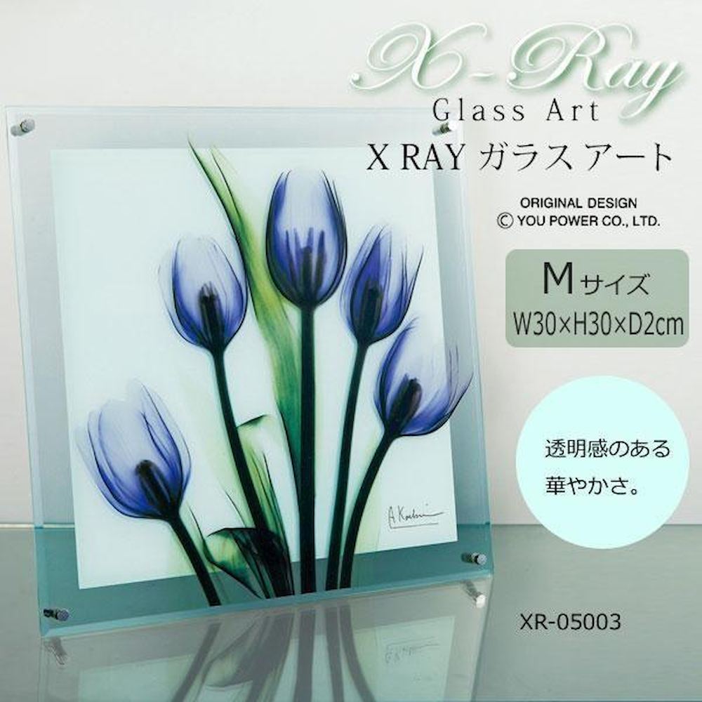 X RAY Glass Art Tulip Imagine M Size XR-05003