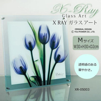 X RAY Glass Art Tulip Imagine M Size XR-05003