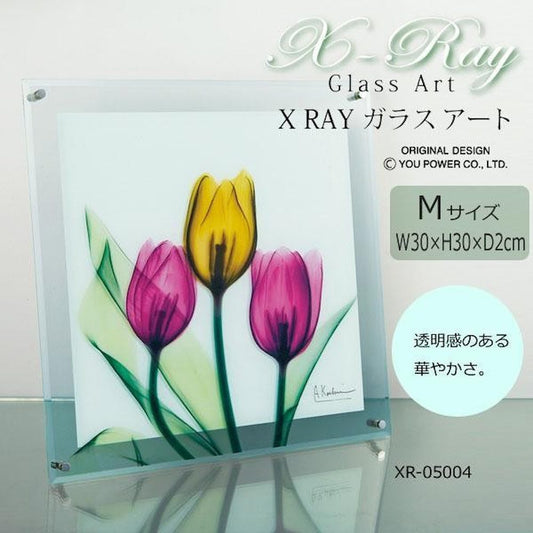 X RAY Glass Art Tulip M Size XR-05004