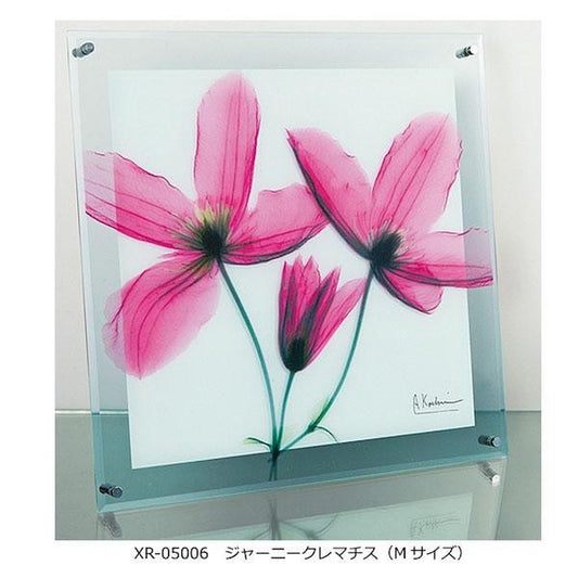 X RAY Glass Art Journey Clematis M Size XR-05006