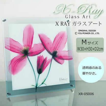 X RAY Glass Art Journey Clematis M Size XR-05006