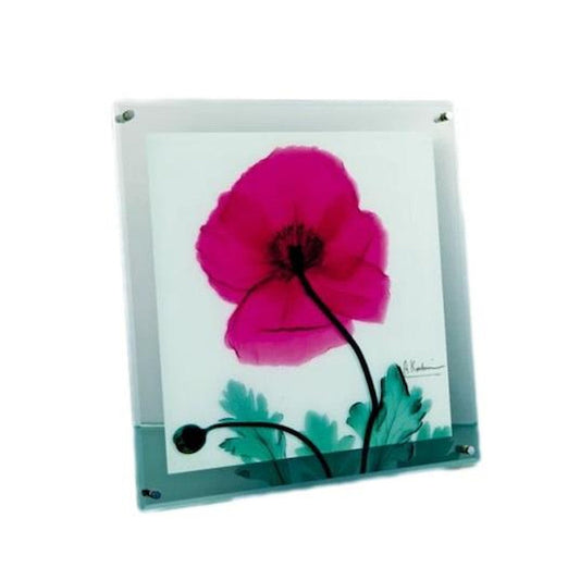 X RAY Glass Art "Poppy Marsala" M Size XR-05007
