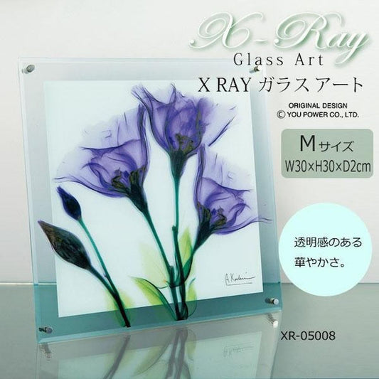 X RAY Glass Art Gentian M Size XR-05008