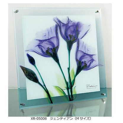 X RAY Glass Art Gentian M Size XR-05008
