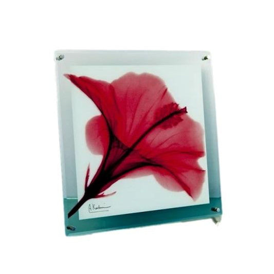 X RAY Glass Art "Red Hibiscus" M Size XR-05009