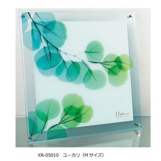 X RAY Glass Art Eucalyptus M Size XR-05010