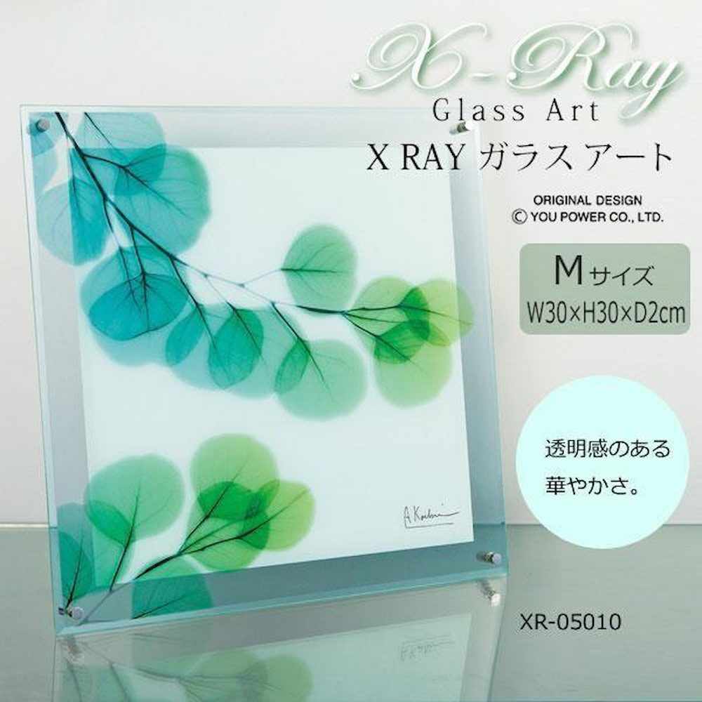 X RAY Glass Art Eucalyptus M Size XR-05010